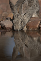 rabbit